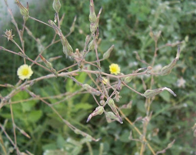Lactuca serriola,
alface-brava-menor,
alface-de-espinho,
alface-silvestre,
China lettuce,
Erba Bussola,
escarola,
laitue sauvage,
laitue scarole,
Lattona,
Lattuga selvatica,
lechuga espinaca,
lechuga silvestre,
prickly lettuce