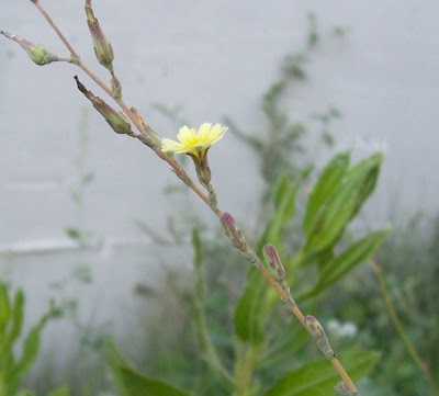 Lactuca serriola,
alface-brava-menor,
alface-de-espinho,
alface-silvestre,
China lettuce,
Erba Bussola,
escarola,
laitue sauvage,
laitue scarole,
Lattona,
Lattuga selvatica,
lechuga espinaca,
lechuga silvestre,
prickly lettuce