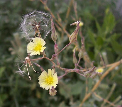 Lactuca serriola,
alface-brava-menor,
alface-de-espinho,
alface-silvestre,
China lettuce,
Erba Bussola,
escarola,
laitue sauvage,
laitue scarole,
Lattona,
Lattuga selvatica,
lechuga espinaca,
lechuga silvestre,
prickly lettuce