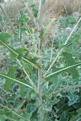 Lactuca serriola,
alface-brava-menor,
alface-de-espinho,
alface-silvestre,
China lettuce,
Erba Bussola,
escarola,
laitue sauvage,
laitue scarole,
Lattona,
Lattuga selvatica,
lechuga espinaca,
lechuga silvestre,
prickly lettuce