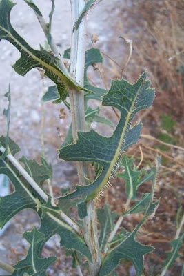 Lactuca serriola,
alface-brava-menor,
alface-de-espinho,
alface-silvestre,
China lettuce,
Erba Bussola,
escarola,
laitue sauvage,
laitue scarole,
Lattona,
Lattuga selvatica,
lechuga espinaca,
lechuga silvestre,
prickly lettuce