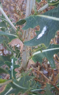 Lactuca serriola,
alface-brava-menor,
alface-de-espinho,
alface-silvestre,
China lettuce,
Erba Bussola,
escarola,
laitue sauvage,
laitue scarole,
Lattona,
Lattuga selvatica,
lechuga espinaca,
lechuga silvestre,
prickly lettuce