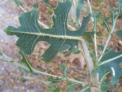 Lactuca serriola,
alface-brava-menor,
alface-de-espinho,
alface-silvestre,
China lettuce,
Erba Bussola,
escarola,
laitue sauvage,
laitue scarole,
Lattona,
Lattuga selvatica,
lechuga espinaca,
lechuga silvestre,
prickly lettuce