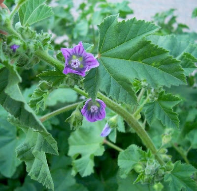 Cretan-hollyhock Cretan-hollyhock