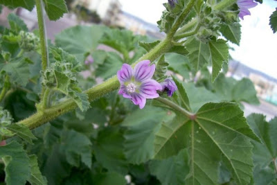 Cretan-hollyhock Cretan-hollyhock
