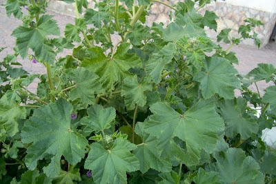Cretan-hollyhock Cretan-hollyhock