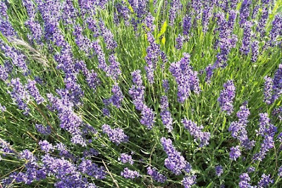 Lavandula angustifolia Miller