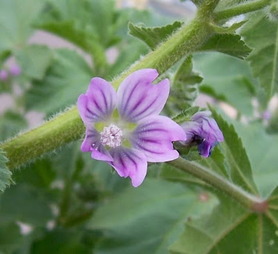 Cretan-hollyhock Cretan-hollyhock