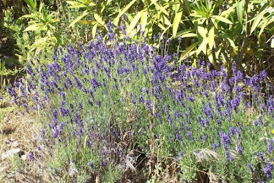 Lavandula angustifolia Miller