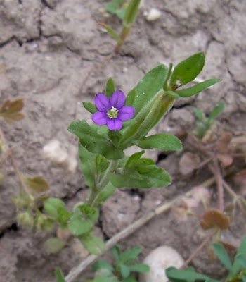 Legousia hybrida (L.) Delarbre