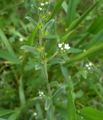 Field gromwell