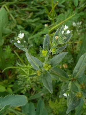 Field gromwell