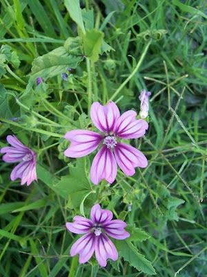 Tall mallow