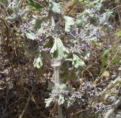 Marrubium alysson L.