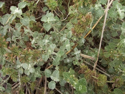 Marrubium vulgare L.