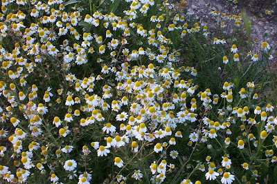 Hungarian chamomile