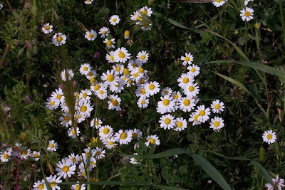 Hungarian chamomile