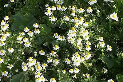 Hungarian chamomile