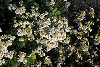 Hungarian chamomile