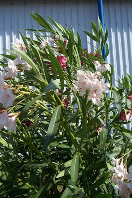 Rosebay