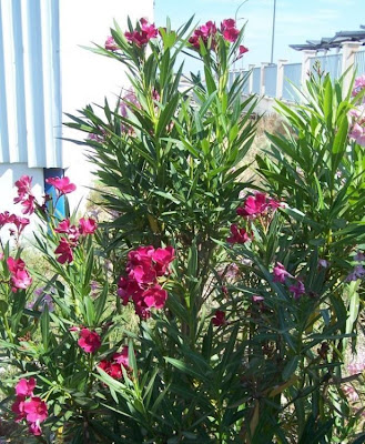 Rosebay
