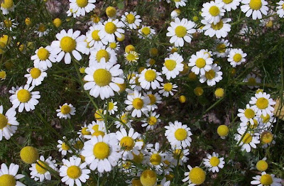 Hungarian chamomile