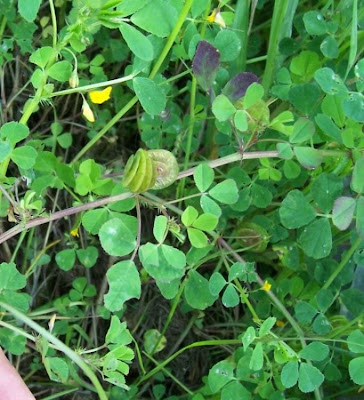 Erba medica orbicolare Erba medica orbicolare