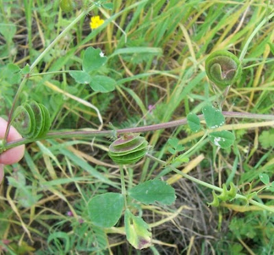 Erba medica orbicolare Erba medica orbicolare