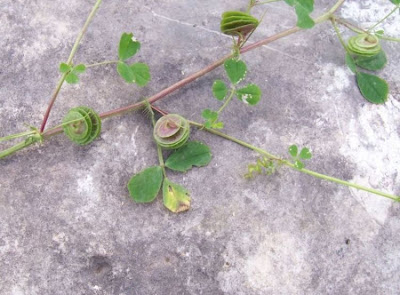 Erba medica orbicolare Erba medica orbicolare