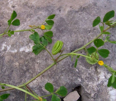 Erba medica orbicolare Erba medica orbicolare
