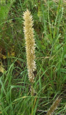Eyelash Pearl Grass