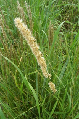 Eyelash Pearl Grass