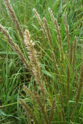 Eyelash Pearl Grass