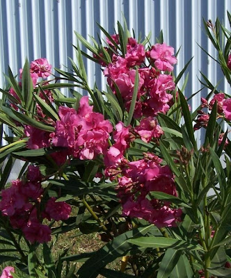 Rosebay