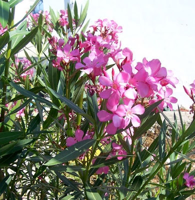 Rosebay