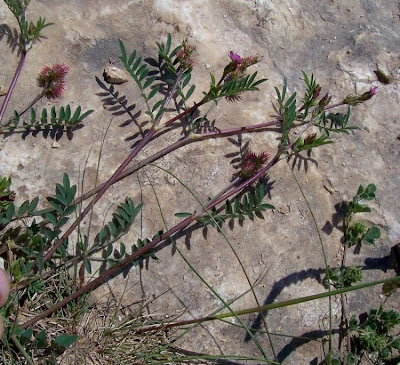 Cockscomb Sainfoin