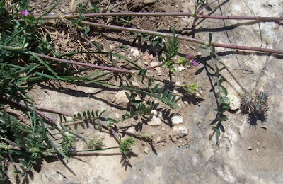 Cockscomb Sainfoin