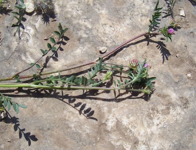Cockscomb Sainfoin