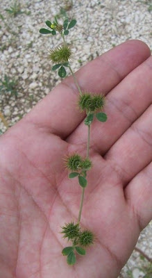 Burr medick