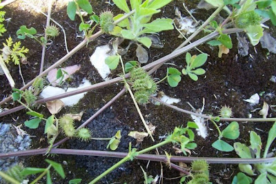 California bur-clover California bur-clover