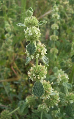 Marrubium vulgare L.