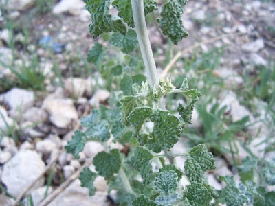 Marrubium vulgare L.