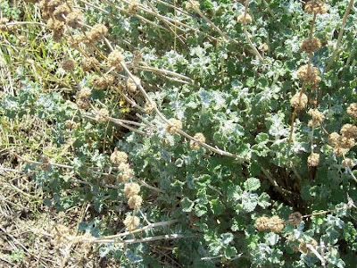 Marrubium vulgare L.
