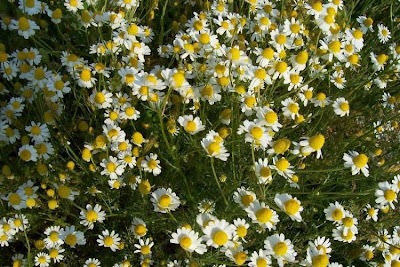 Hungarian chamomile