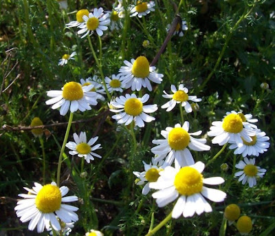 Hungarian chamomile