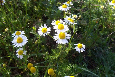 Hungarian chamomile