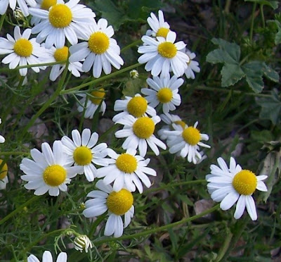 Hungarian chamomile