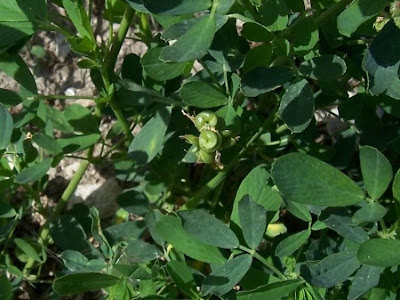 Alfalfa Alfalfa