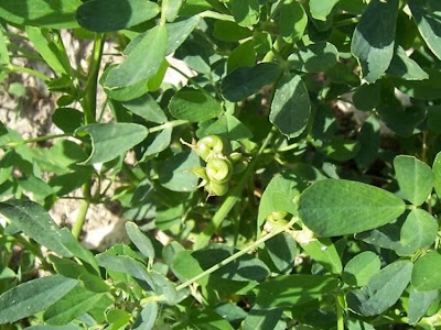 Alfalfa Alfalfa