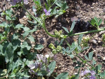 Alfalfa Alfalfa